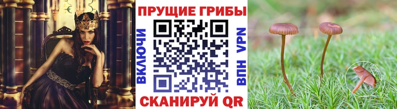 где найти   Городовиковск  Галлюциногенные грибы GOLDEN TEACHER 
